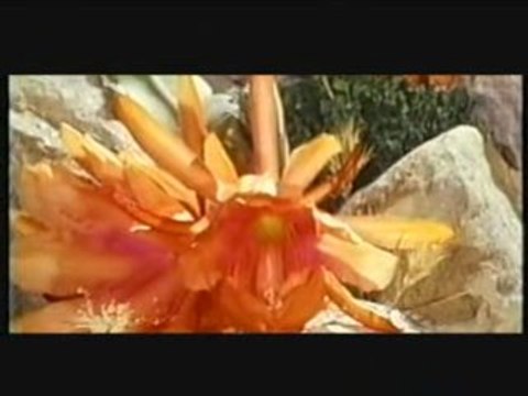 ANDRIAMANITRA FITIAVANA