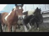 Stop Animal Cruelty-Horses: Running for Their Lives