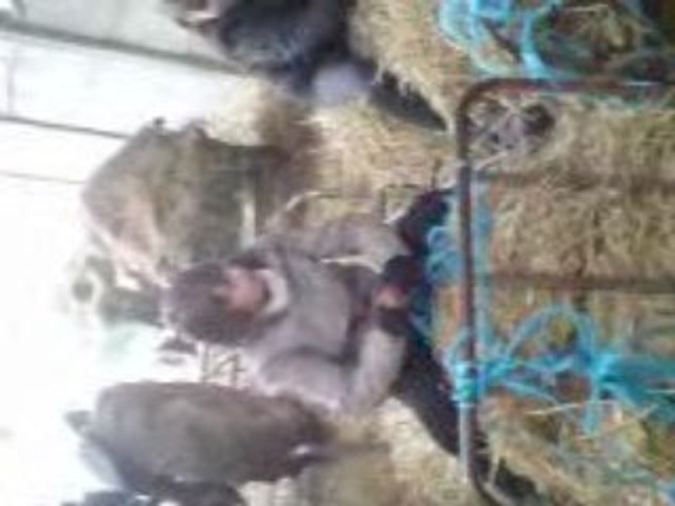 Délirs avec ma Darling au ecuries