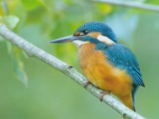Images de Loire - Le Martin Pêcheur