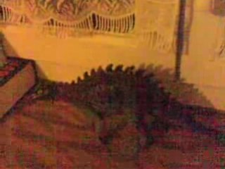 La monté des marches de Rex le T-rex