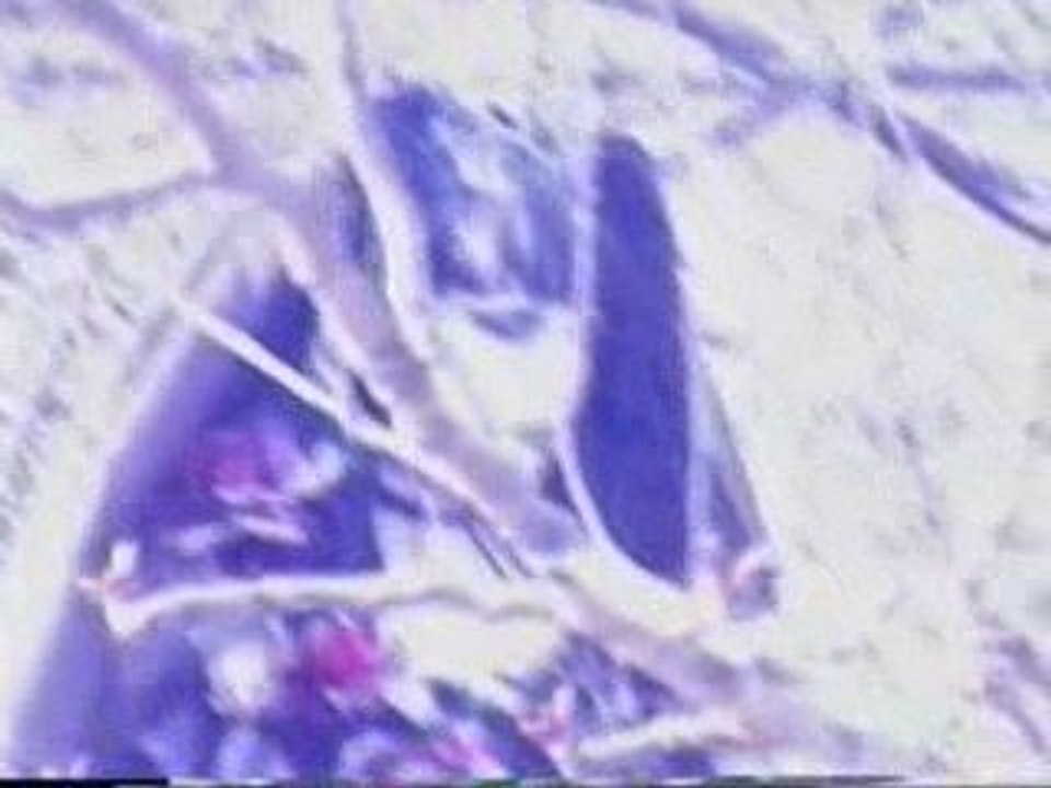 (( Velvet Eden )) Unsraw - 9