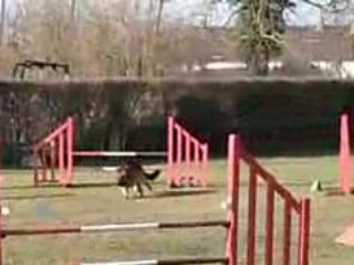 Entraînement agility César 30-01-09.
