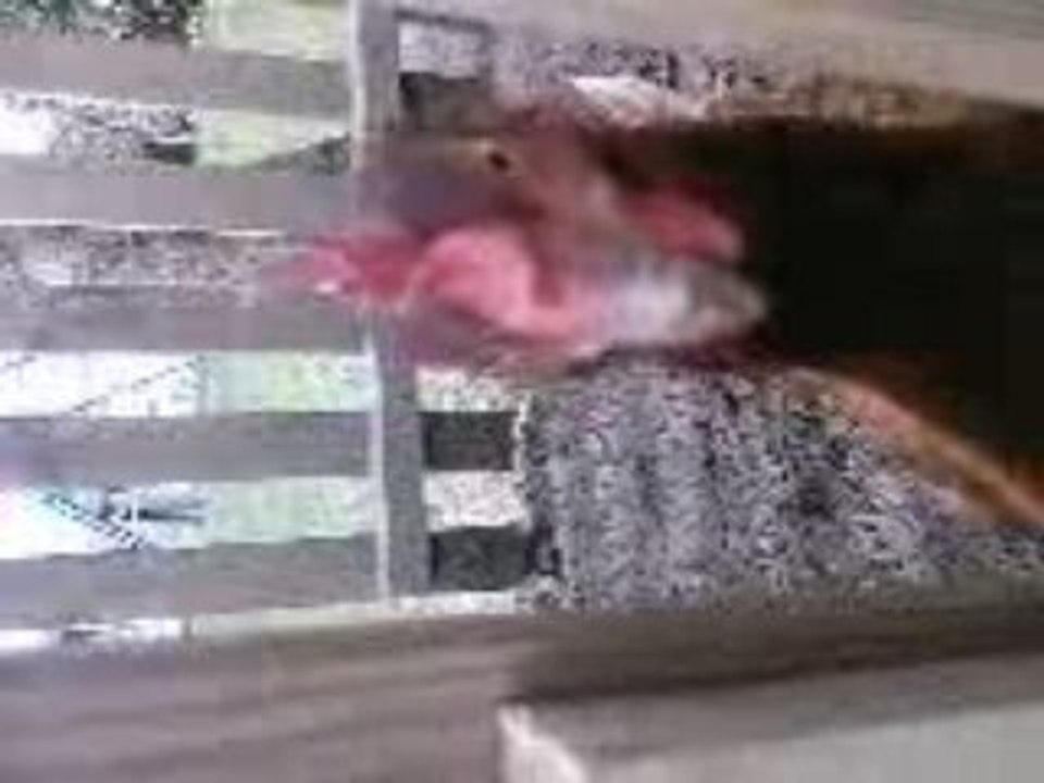 La poule
