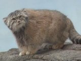 The Unfluffy Truth about Pallas' Cats
