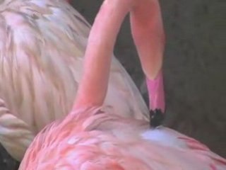 Valentines Day Event | Los Angeles Zoo Pixel Card