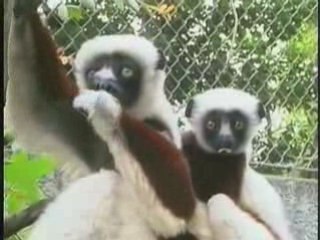 Valentines Billy the Elephant | Los Angeles Zoo