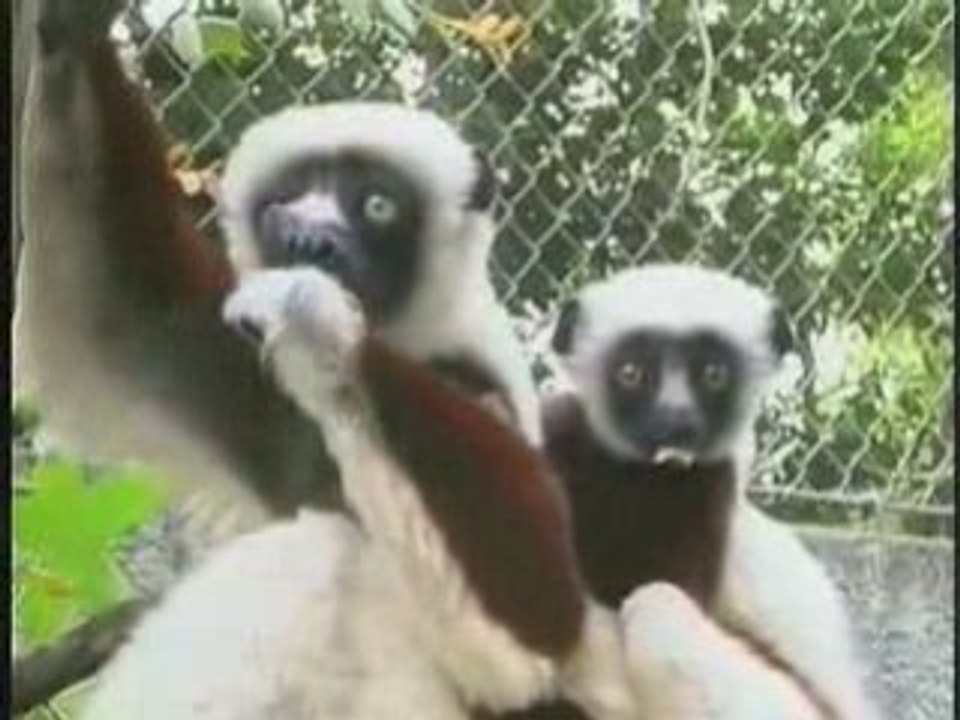 Valentines Day Los Angeles Zoo | Los Angeles Zoo Valentines