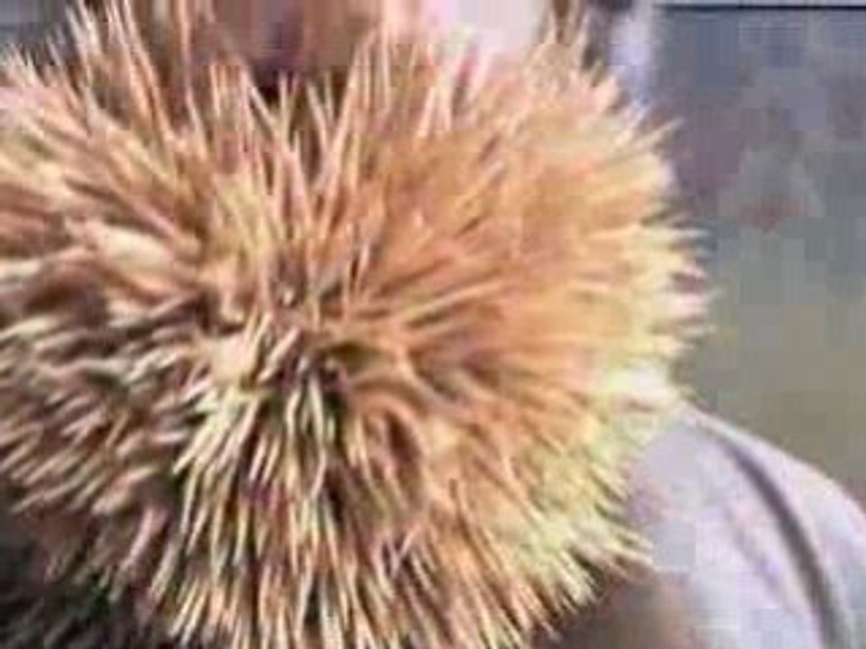 2222 cure-dents dans la barbe