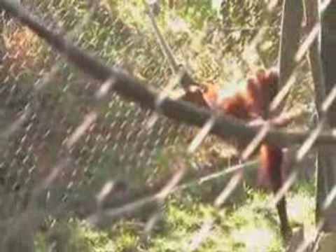 Los Angeles Zoo Valentines Day | Valentines Day Zoo Event