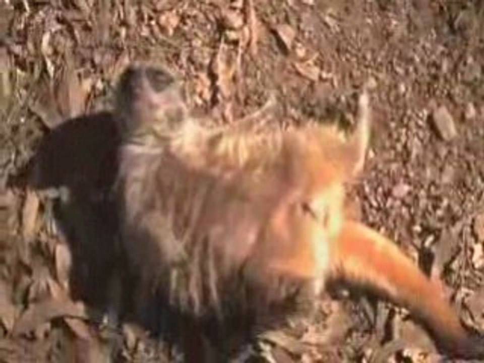 Valentines Day Zoo Event | Valentines Day Los Angeles Zoo