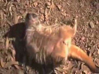 Valentines Day Philanthropy | Los Angeles Zoo Philanthropy