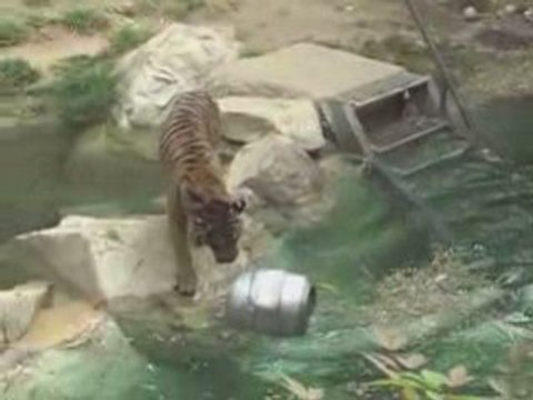 Valentines Fun Los Angeles Zoo | E-Valentines Los Angeles