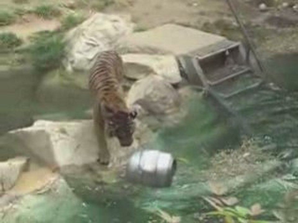 Valentines Fun Los Angeles Zoo | E-Valentines Los Angeles