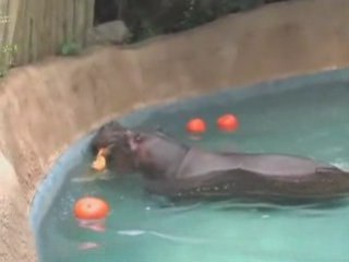 Send Funny Animal Videos | Los Angeles Zoo Valentines
