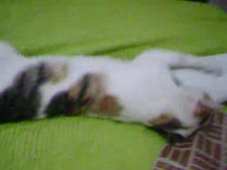 Daniel Banay en pijama con laucha
