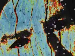 TUAL - GÖZYASI (Hala aşksın sen)