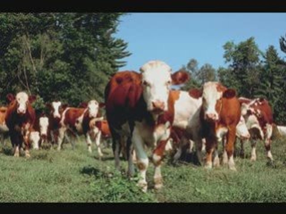 Powerziach - kühe machen mühe