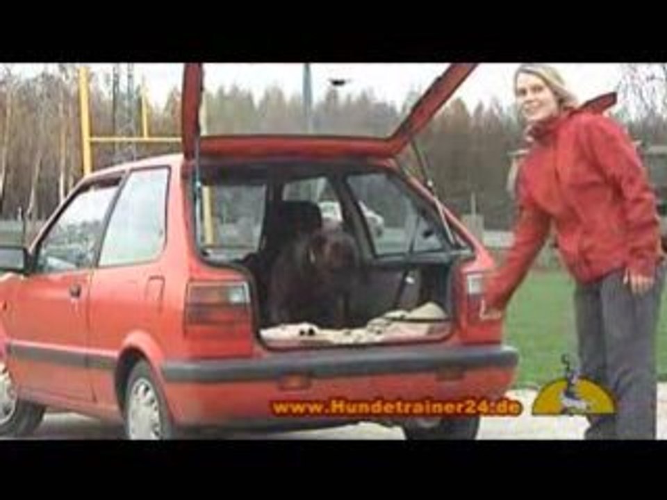 Bullmastiff-Mix 'Hektor' (18 Monate)