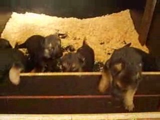 Elevage de la Béadrie- Berger Allemand