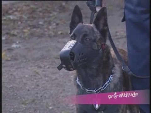 Chiens policiers : les brigades canines