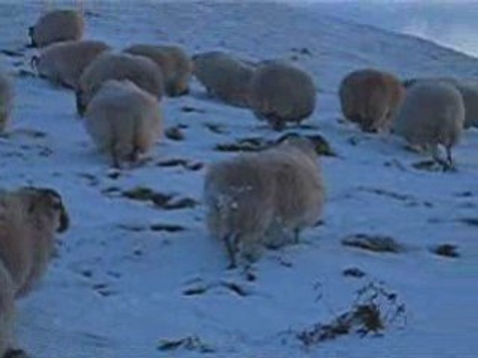 Snowy Pentland Hills February 2009