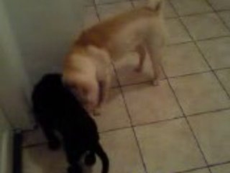 Didi et bulle(joue)