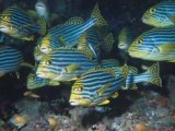 Diving tropical fishes