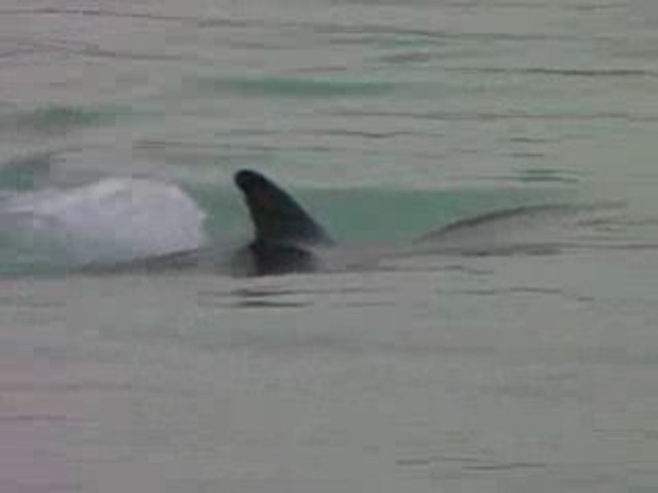 Coco Palm Dhuni Kolhu Dauphins dans le Lagon