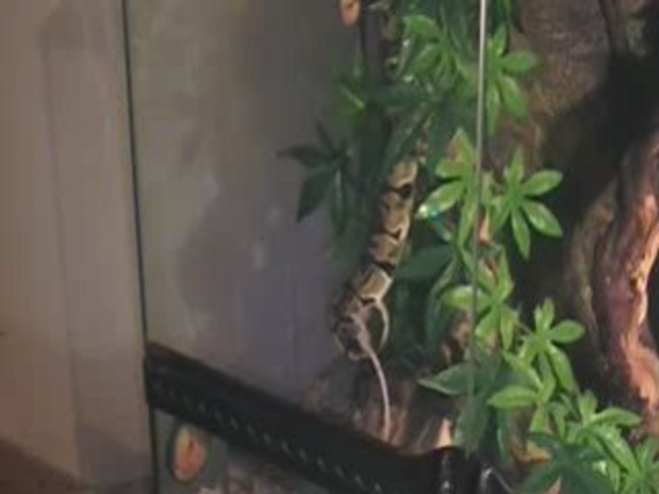 python