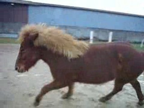 Jeu du cercle en liberté au trot