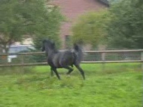 Etalon pur-sang arabe égyptien noir pangaré rubicano