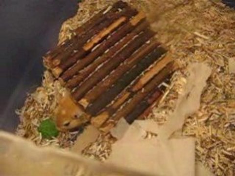 Gerbille enceinte : les bébés bougent dans son bidon !