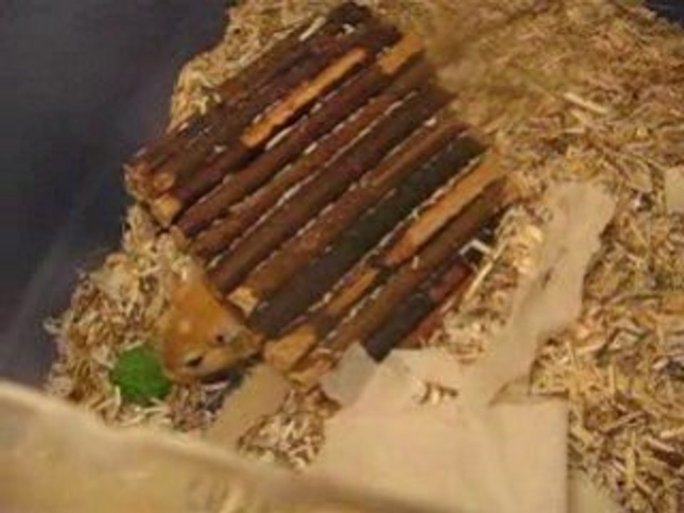 Gerbille enceinte : les bébés bougent dans son bidon !