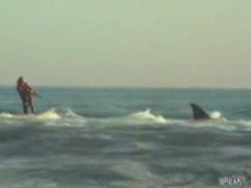 Un_grand_malade_-_shark