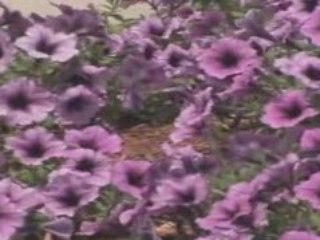 The Ridge Luxury Apartments For Rent in Waltham, MA Video