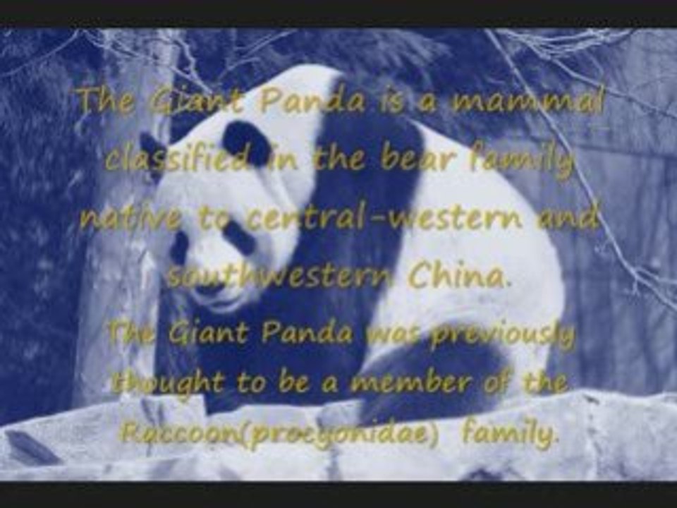 Giant Panda