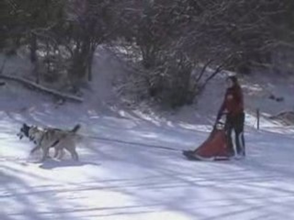 Ma 2ème Journée traineau avec Yuna & Shadow