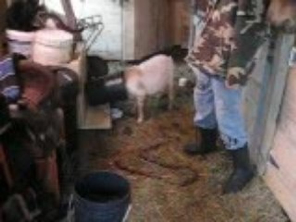 Lydia et Rox 11 Février 2009 076