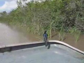 Everglades et les Martiniquais retour au quai