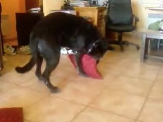 pango se fait un coussin