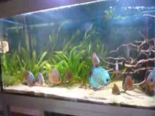Bac discus