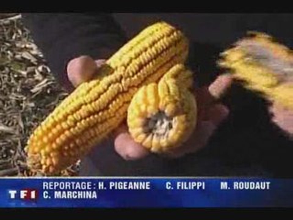 Télézapping : OGM, le rapport qui sème le doute