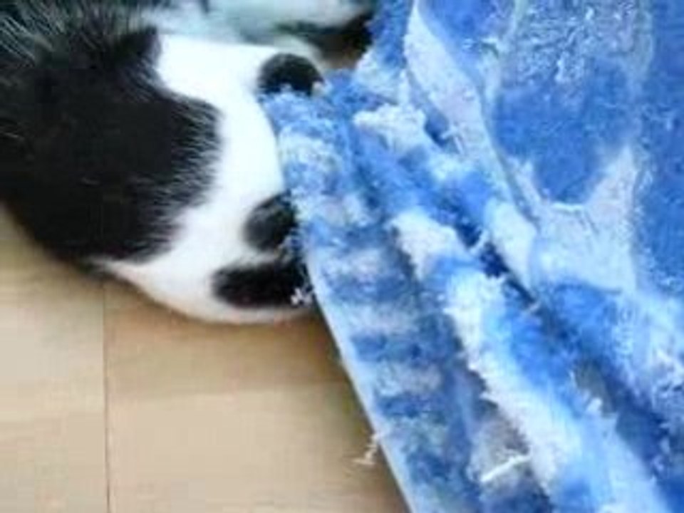 Cat playing