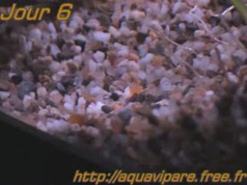 Reproduction Ancistrus Jour 6 après ponte