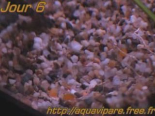 Reproduction Ancistrus Jour 6 après ponte BIS