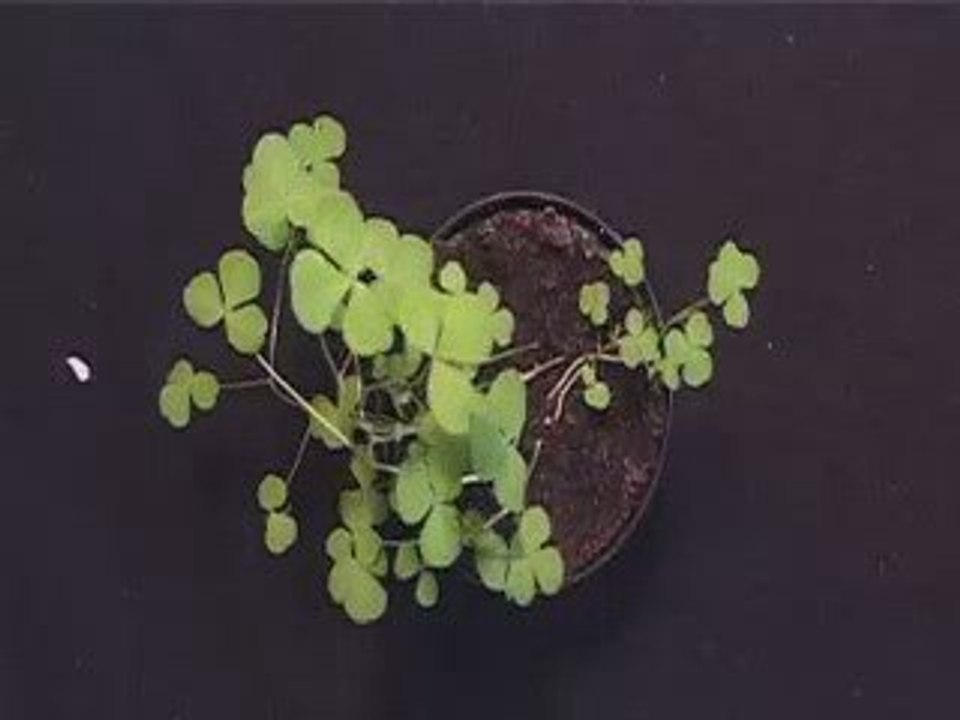 DEAR LITTLE SHAMROCK by Sarah McEvoy