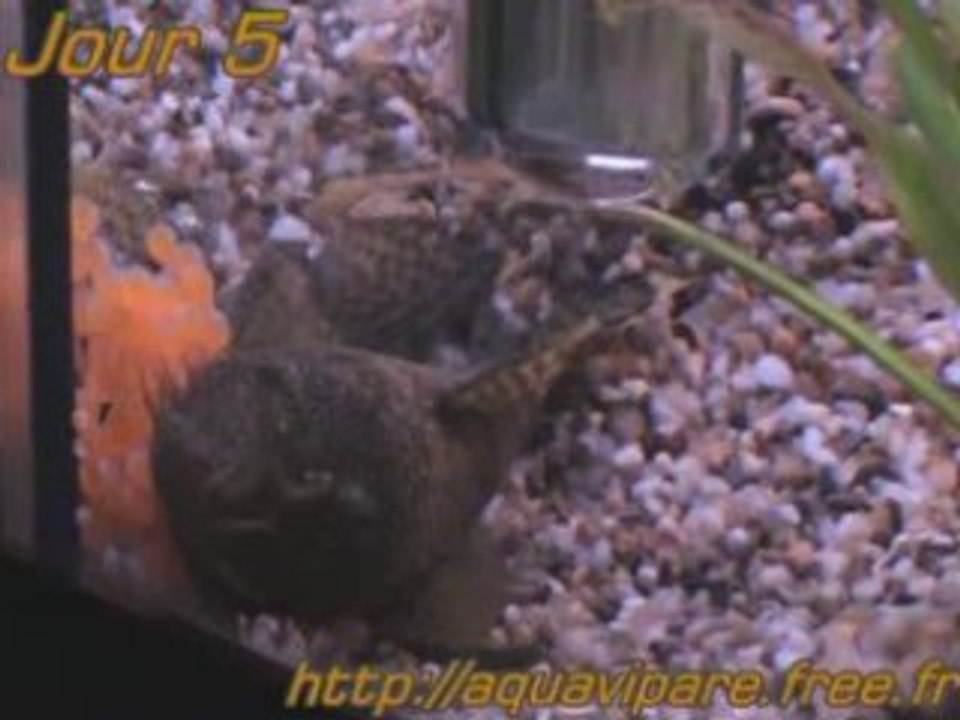 Reproduction Ancistrus Jour 5 après ponte TER