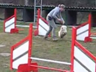 Entrainement agility Cirius 11.02.09