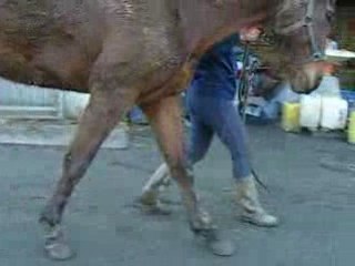 Lilie pas Espagnol 2